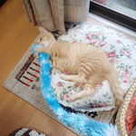 アマノ - きなこ「ゆらゆらうごくの、つかまえたニャっ」