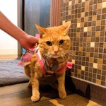 ミャゴラーレ - 