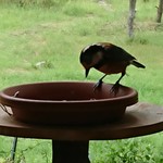 くつきそば 永昌庵 - 