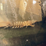 串かつDan家R - 生簀の車海老