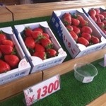 かわつら苺園 - やよいひめ（大・中サイズ）