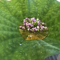 料理屋 植むら - 