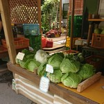 みどりの大地 - キャベツもパリパリで新鮮