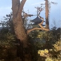 メインダイニングルーム 三笠 - 