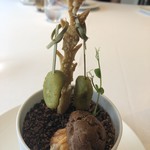 アルジェント - 