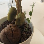 アルジェント - 