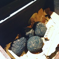 マルゴット エ バッチャーレ - 