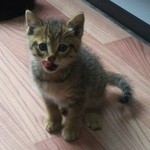 とんかつとカツカレーの店 キセキ食堂 - おまけショット  逆光で見えにくいけど、イクラのベロがちょろっと……  赤チャンは何をやっても可愛いね……( ´∀`)