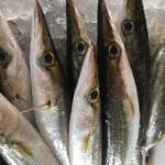 吉祥寺 わるつ - 大分より鮮度抜群カマス達