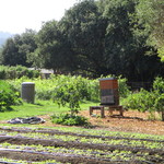 The French Laundry - 野菜畑