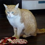 おうちの食堂 - 