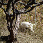 おうちの食堂 - 