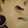 猫カフェ ぷちまりー ラソラ札幌店