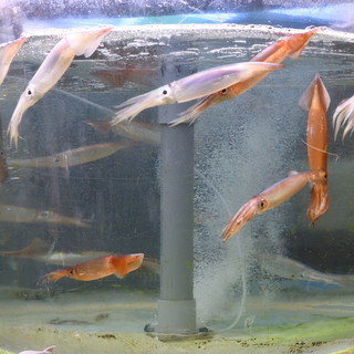 函館海鮮居酒屋 ヤン衆漁場 二代目昌栄丸_1