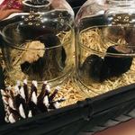 Terres de Truffes, Tokyo - 