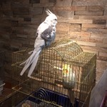 わたわた - オカメインコも自由に過ごす