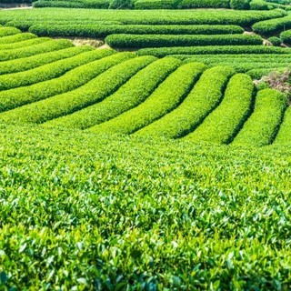 お茶やお酒など、自慢のドリンクも種類豊富にご用意！