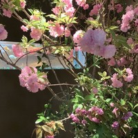 ペッシェ・ロッソ - 