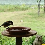 くつきそば 永昌庵 - 