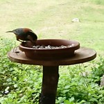 くつきそば 永昌庵 - 