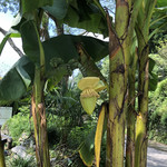 イビサスモークレストラン - 