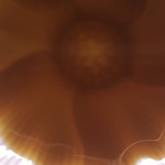 カフェアンドショップ ロータスランド - 2019/09/01
      おまかせセット 550円
      ・野菜かき揚げ
      ・ナス南蛮
      ・卵焼
      ・キュウリのさっぱり和え
      ・フレッシュサラダ
      ・ご飯、味噌汁