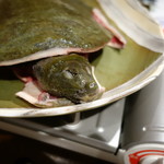 柳家錦 - 本日のすっぽん君