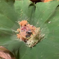 妙見石原荘 食菜石蔵 - 