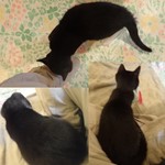 保護猫カフェmataxtabi - ググ「ｸﾝｶｸﾝｶしていい感じニャから、あそんであげよっと」