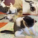 保護猫カフェmataxtabi - みなみ「ねてるとこになにかゆらゆらの・・エイっ。おきちゃったニャン」