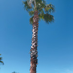 幸せのパンケーキ - 