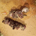 つくね専門店 鳥の王様 - 