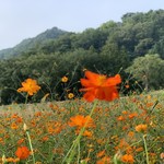 らー麺　Do・Ni・Bo - どう❓綺麗でしょ〜✨✨✨