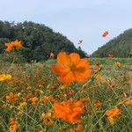 らー麺　Do・Ni・Bo - 何って言う花❓