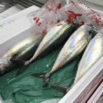 山城屋 - 脂がのる真鯖
      長崎県対馬で水揚げ