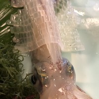 河太郎 中洲本店 - 