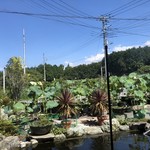 カフェアンドショップ ロータスランド - 2019/09/07
      暑いっ！