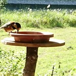 くつきそば 永昌庵 - 