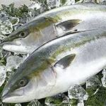 鍋居酒屋 酵然美健 FK然 大手町店