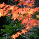 ホテル椿山荘東京 - （2008年12月）紅葉が綺麗なお庭