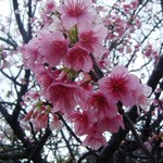 カフェ ユニゾン - ちなみに近所で昨日見てきた桜です。（お店とは関係ありません）