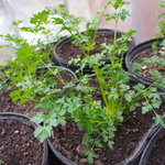 洋食コノヨシ - 契約農家さんの有機栽培イタリアンパセリ