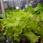 洋食コノヨシ - 契約農家さんの有機栽培サニーレタス！葉物が高い時期でも当店はたっぷり盛れちゃいます！