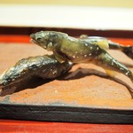 銀座 しのはら - 焼物　琵琶湖と四万十川の鮎食べ比べ