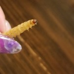 酒とタイ料理 ピッサヌローク - 