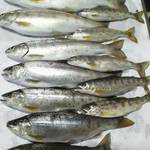 やまめ庵 - 朝とれたてのやまめ