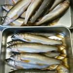 やまめ庵 - 朝とれたての鮎