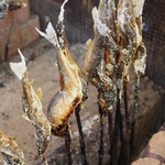 やまめ庵 - 来店時間に合わせて焼き上げた鮎とヤマメ
