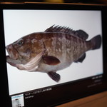 鮨匠 のむら - マハタ