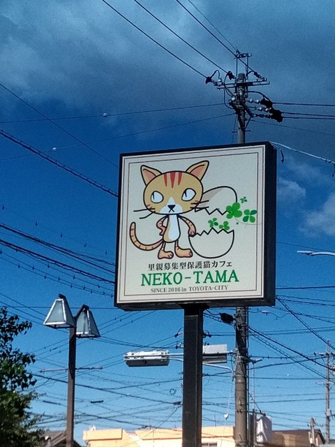 保護猫カフェ ネコタマ 保護猫カフェ Neko Tama 末野原 その他 食べログ 保護猫カフェ ネコタマ 保護猫カフェ Neko Tama 末野原 その他 食べログ